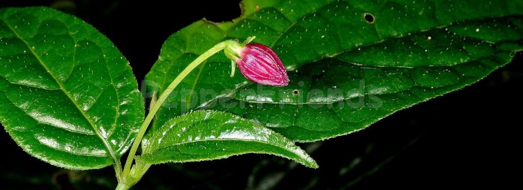 capsicum-friburgense-bianchetti-barboza.jpg