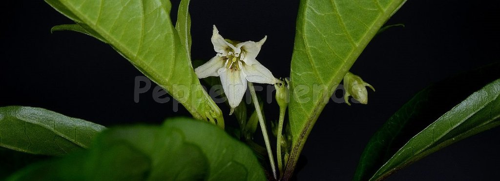 capsicum-hunzikerianum-barboza-bianchetti.jpg