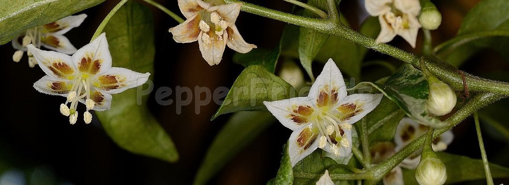 capsicum-pereirae-barboza-bianchetti.jpg