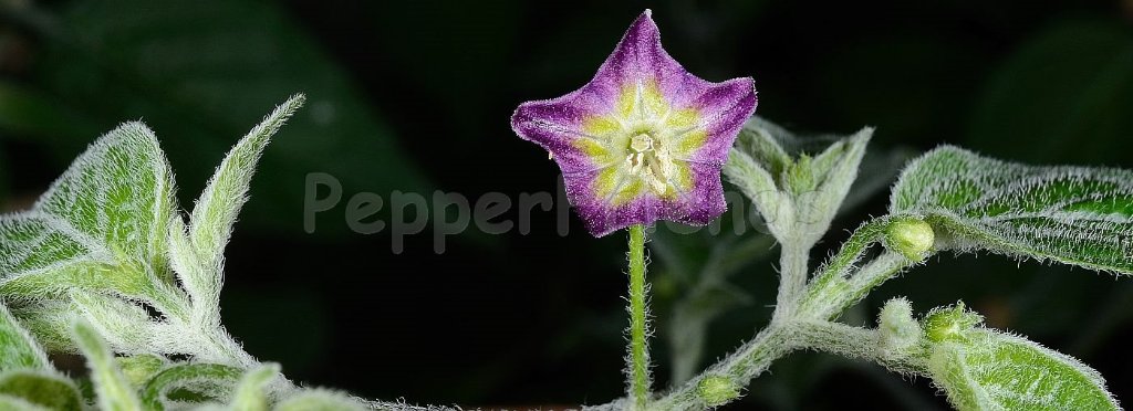 capsicum-praetermissum-heiser-smith.jpg