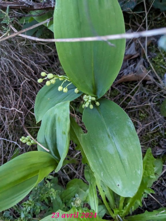 muguet23avril.jpg