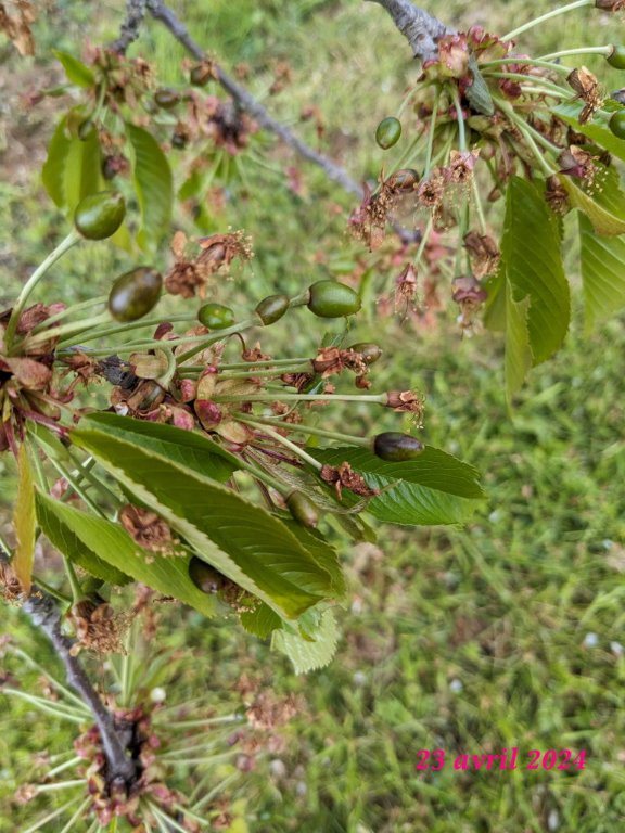 cerises foutus.jpg