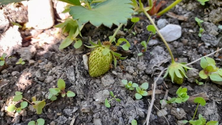 les premières fraises