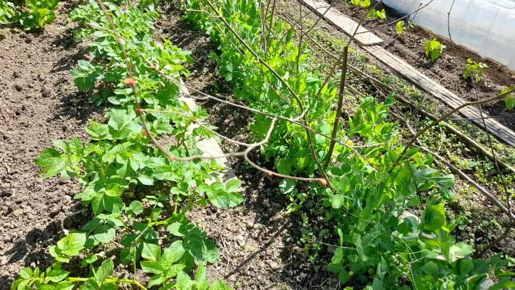 en extérieur:petits pois /P d T/haricots