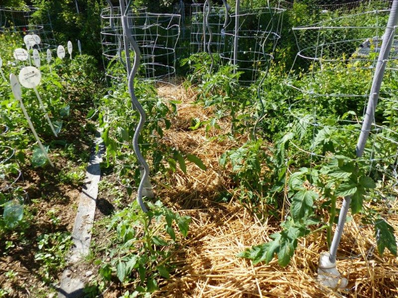 tomates greffées non greffées 1 12 juin 19.JPG