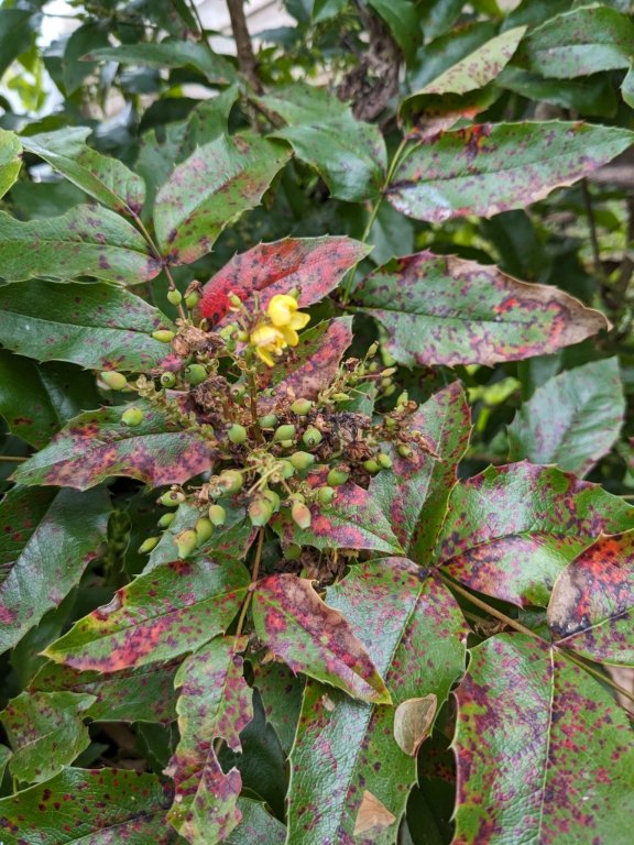 mahonia avril.jpg