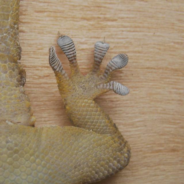 gecko-crampon.jpg