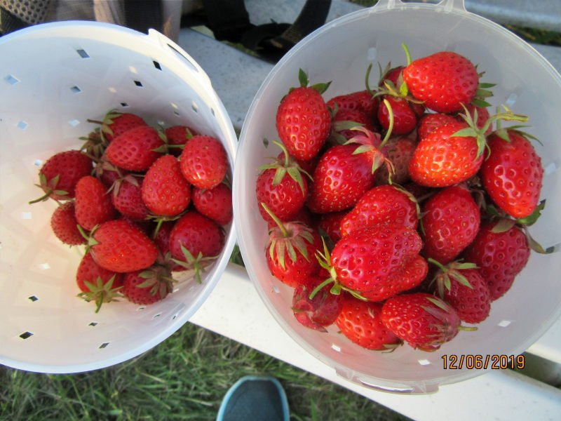 fraises12 juin.jpg