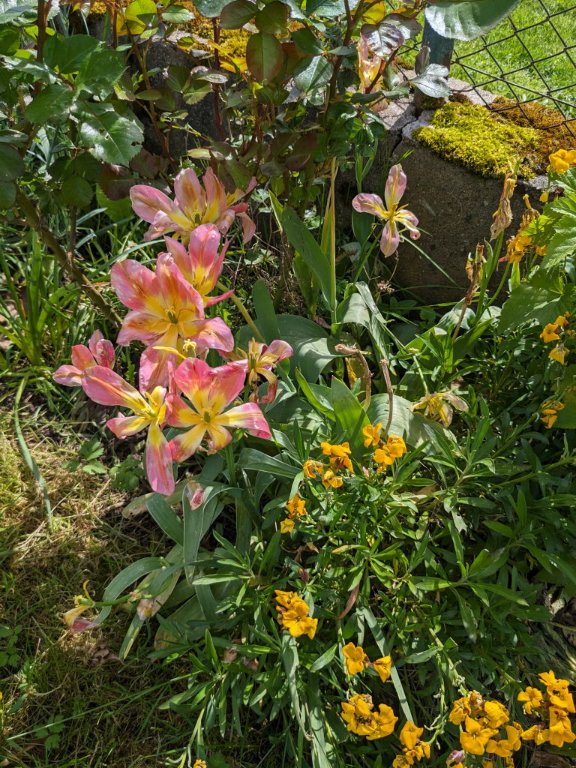 fin tulipe jaune rose.jpg