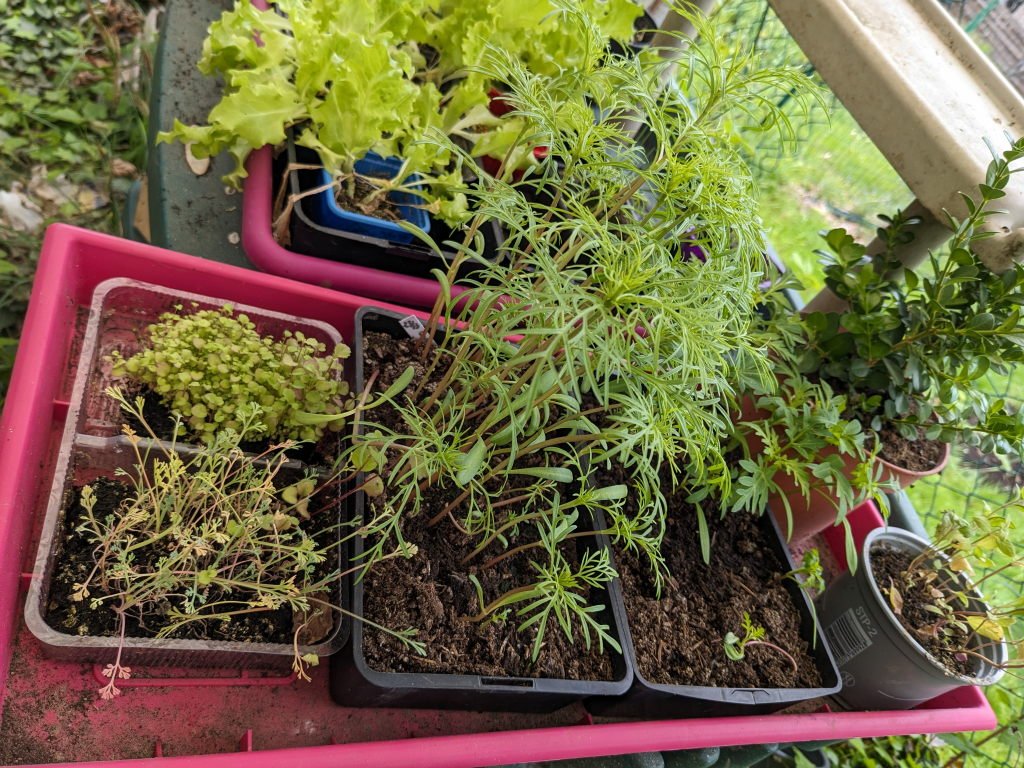 salades fleurs.jpg