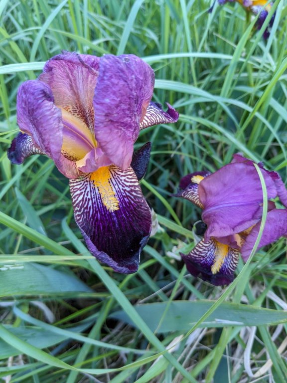 iris mauve10mai.jpg