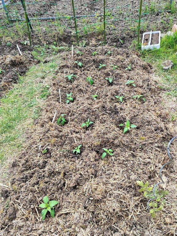 une partie des poivrons avant le repas des limaces