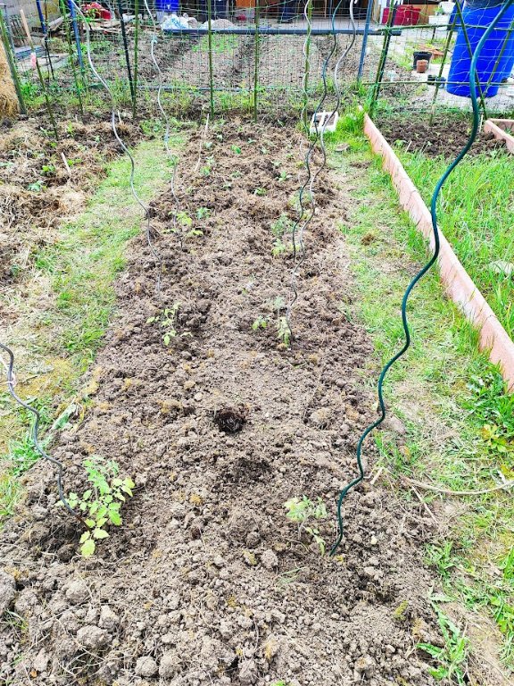 les tomates début mai