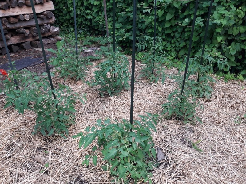 20190614_185350[1].jpg