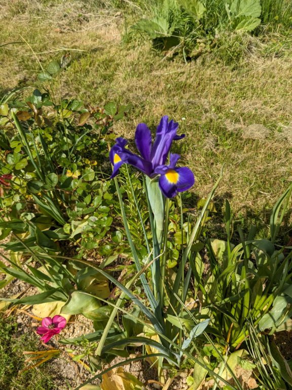 iris holl mauve.jpg