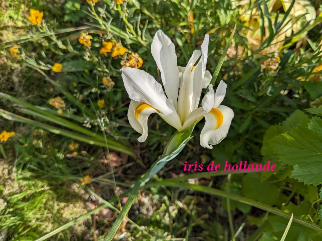 iris de hollande12mai.jpg