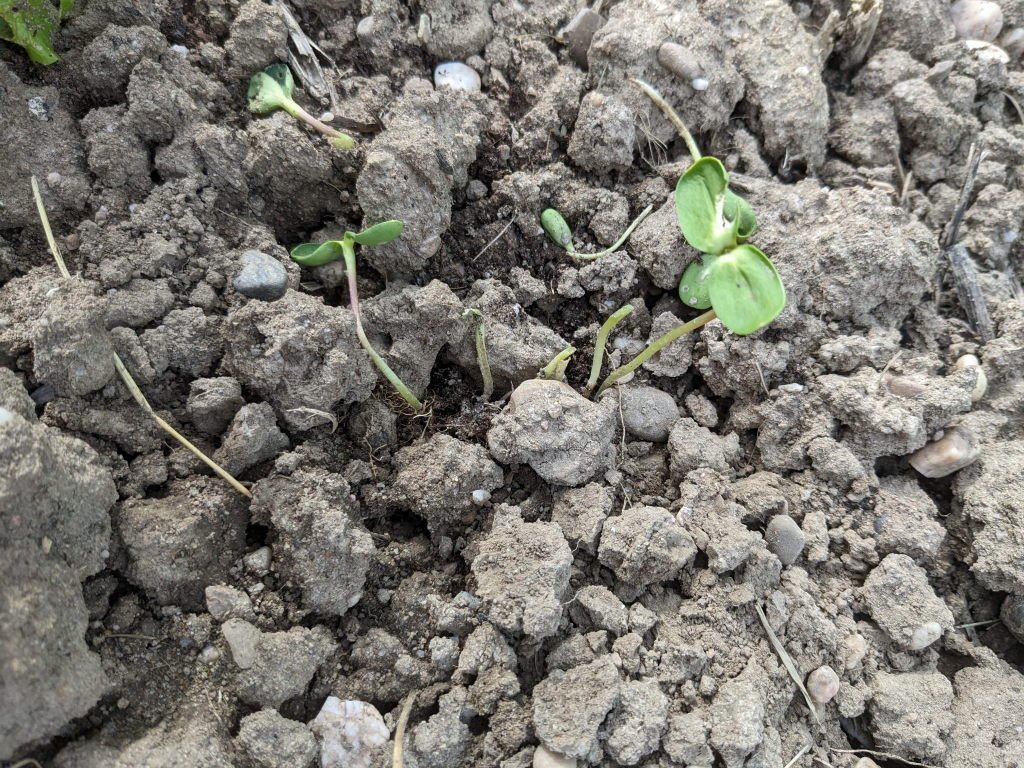 tournesol biomasse oiseaux.jpg