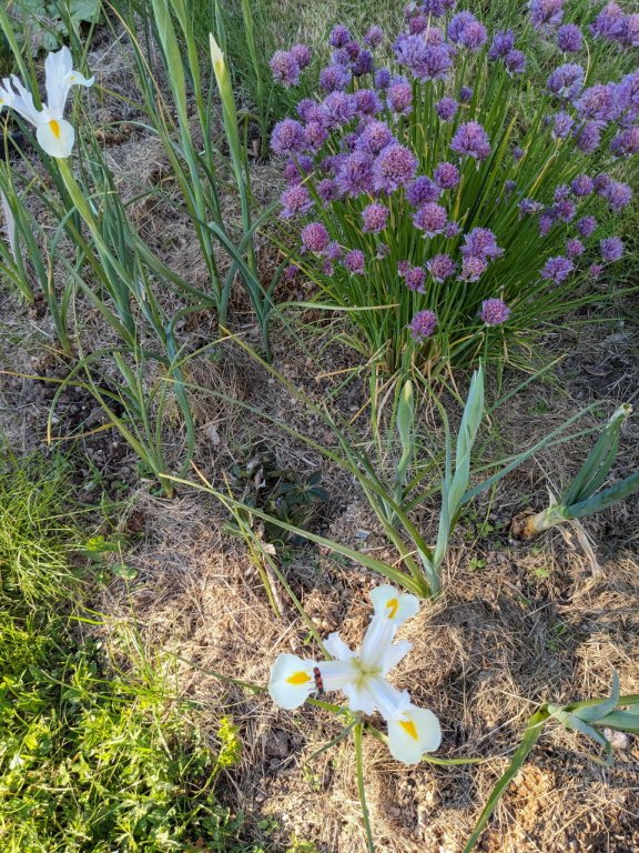 iris hollande13mai.jpg