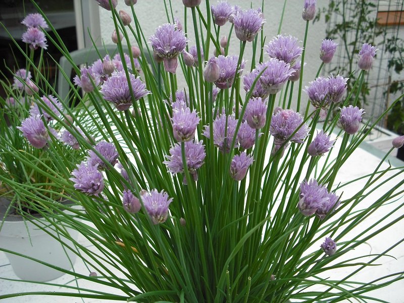 Ciboulette 15 mai.jpg