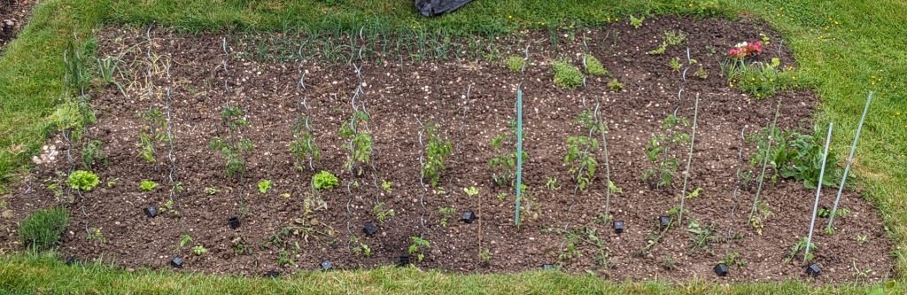 tomates15mai.jpg