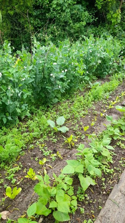 haricots-laitues-carottes-petits pois