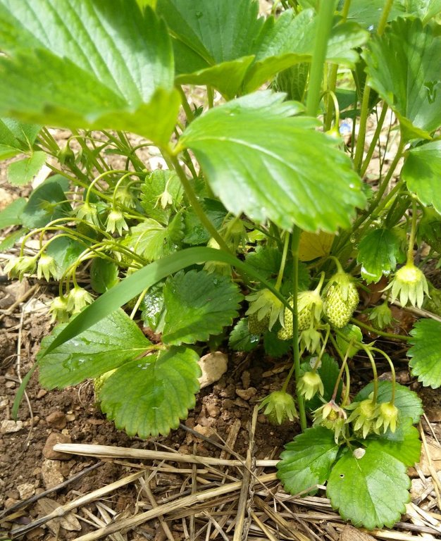 premières fraises.jpg