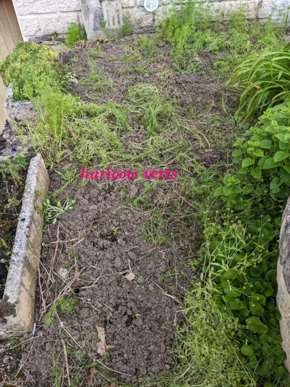 haricots verts devant.jpg