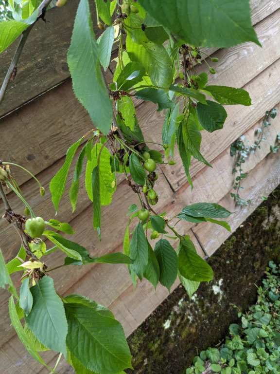 cerises18mai.jpg