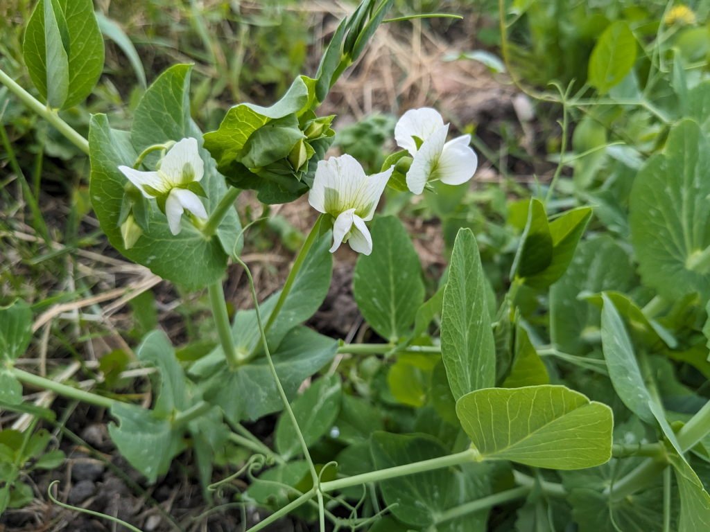 petits pois fleurs.jpg