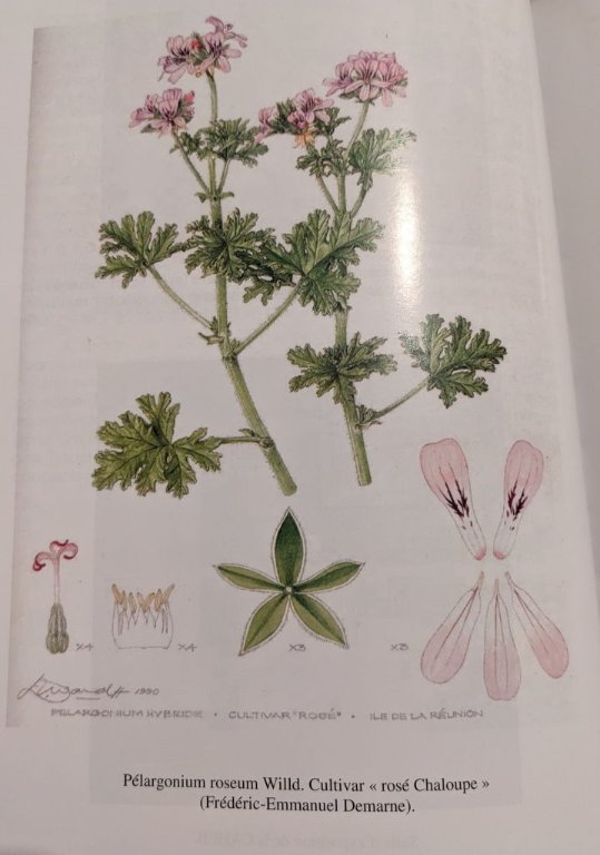 pelargonium.jpg