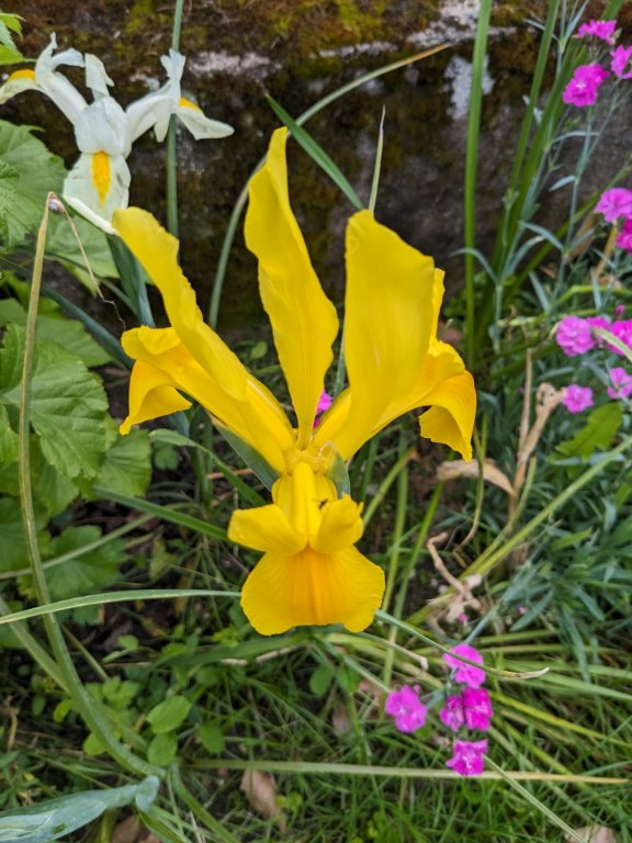 iris holl tout jaune.jpg