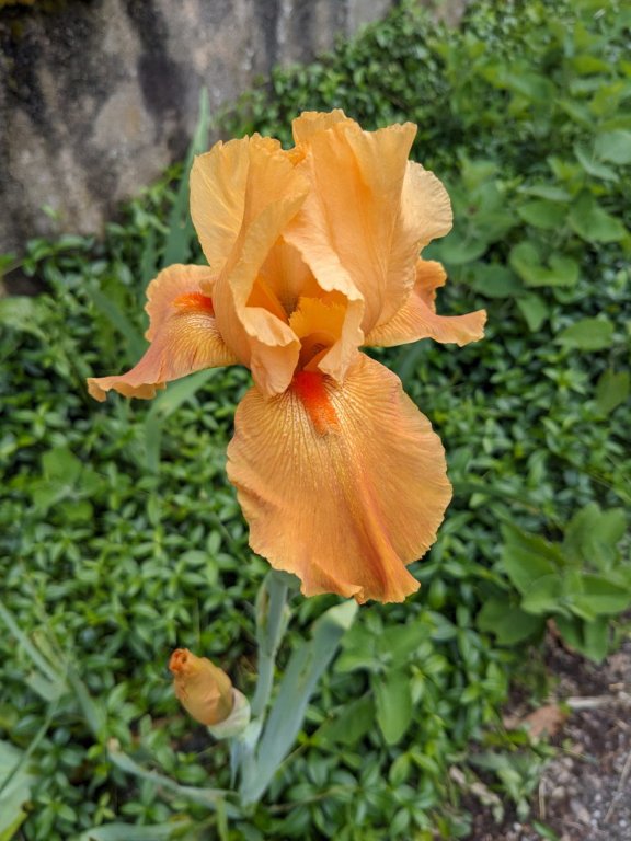 iris orange.jpg