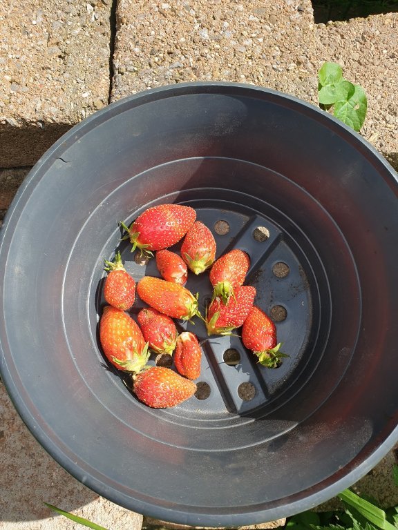 240523 premières fraises.jpg