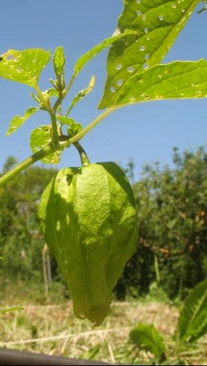 phys-Queen-fruit.jpg