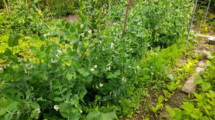 au premier plan on aperçoit les haricots et ensuite les reines de mai puis les carottes