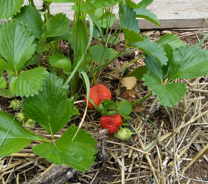 1eres fraises.jpg