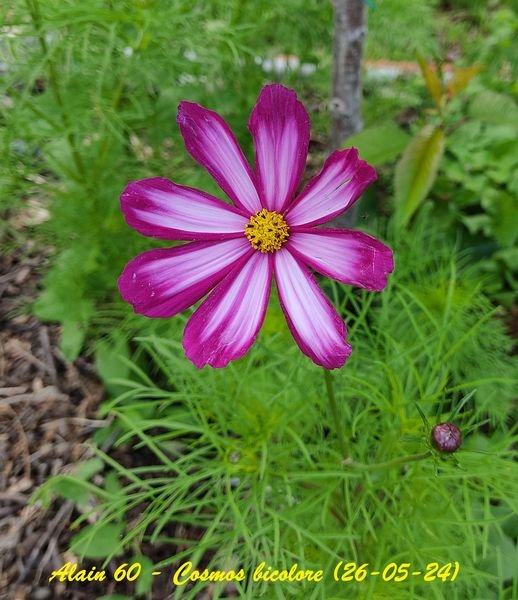 Cosmos bicolore +.jpg