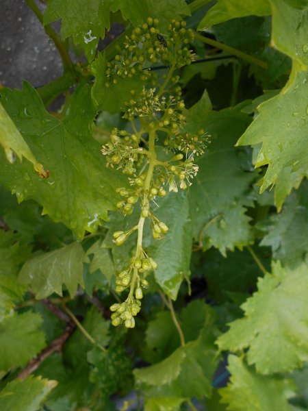 190613 grappe de fleurs e vigne.JPG