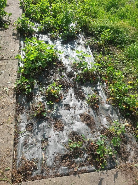240529 ancien parc à fraises désherbé.jpg