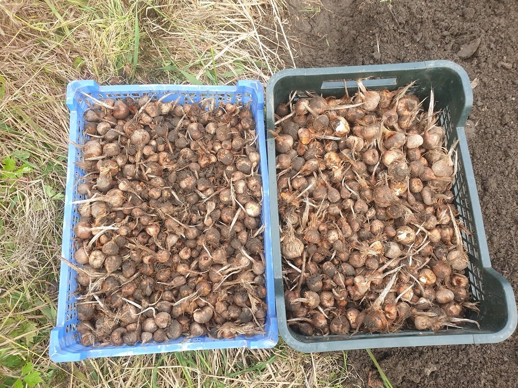 240604 récolte de cormes.jpg