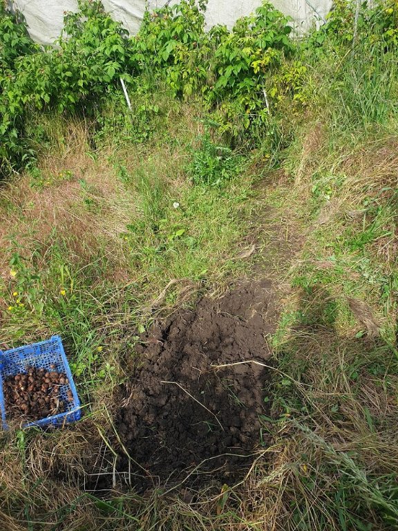 240604 récolte des cormes de safran.jpg