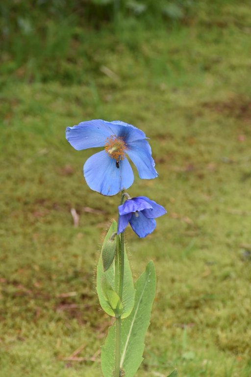 DSC_9810.JPG