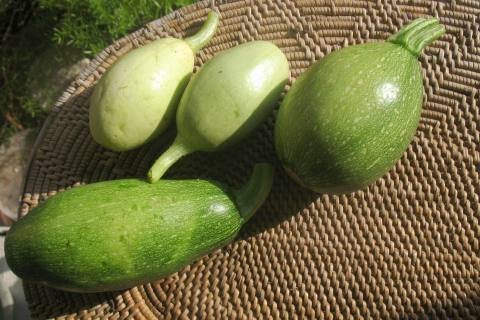 courgettes-1eres.jpg