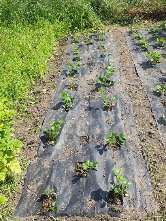 240607 parc à fraises après.jpg