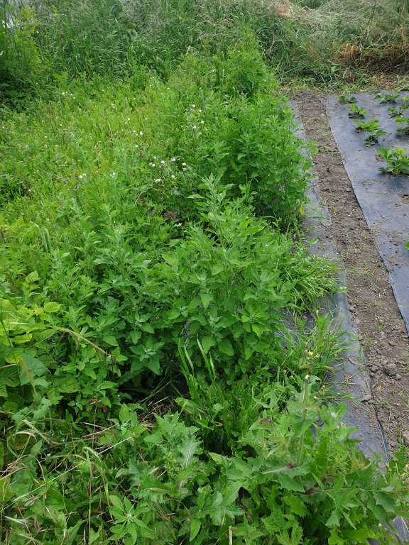 240607 parc à fraises avant.jpg