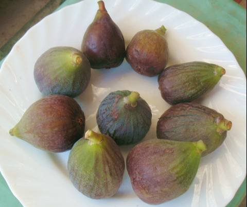 figues2.jpg