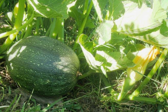 Courge1.jpg