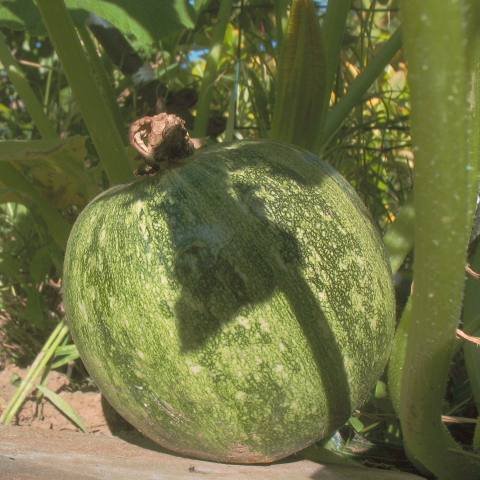 Courge2.jpg