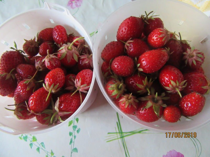 fraises17juin.jpg