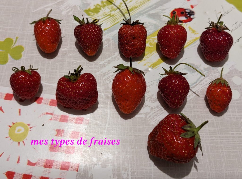 types fraises.jpg